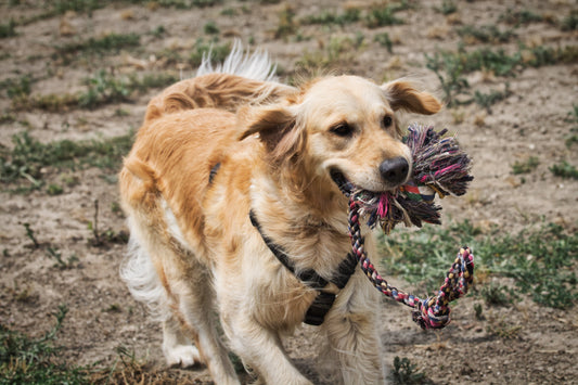 DIY Dog Toys: Fun and Affordable Ideas