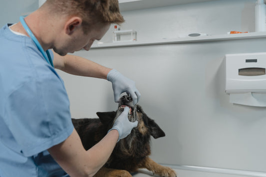 Tips for Keeping Your Pet's Teeth Clean and Healthy