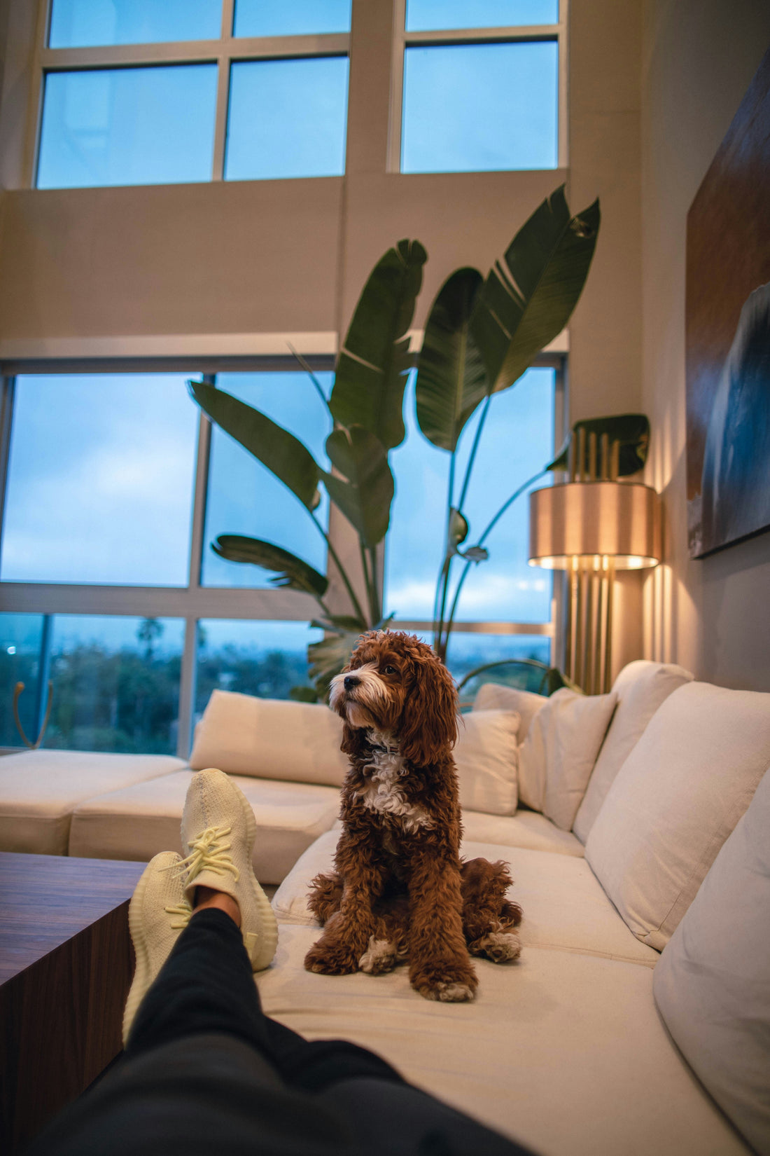 The Best Dog Breeds for Apartment Living